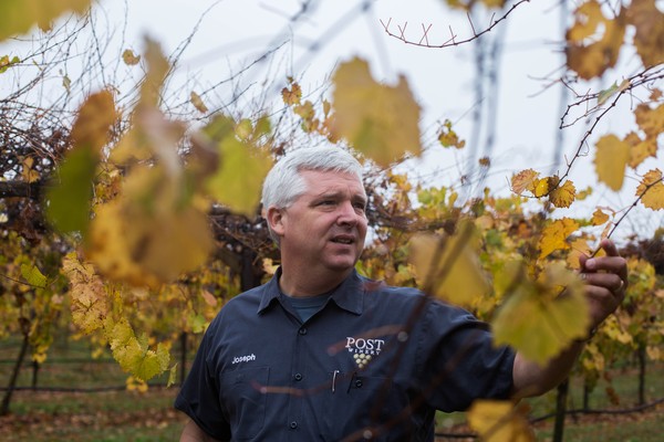 Joseph Post inspecting his crop in 2017.