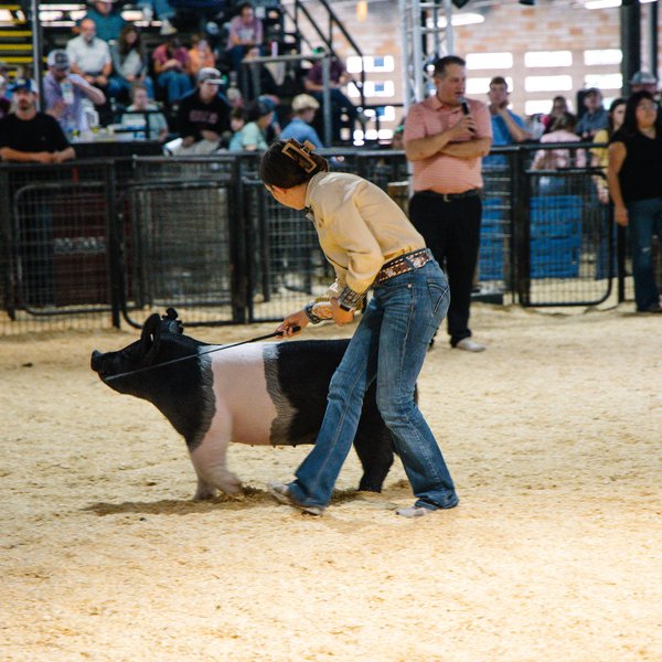 Sisters Show Precocious Pigs at State Fair