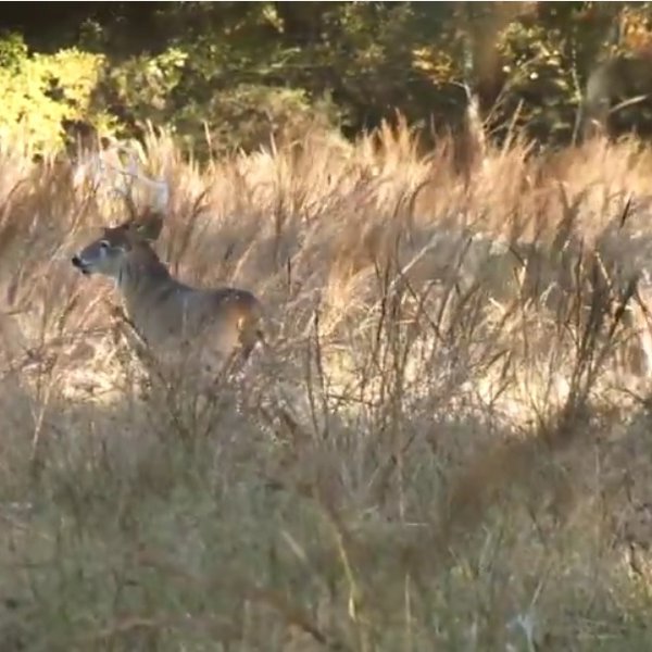 Chronic Wasting Disease in Arkansas