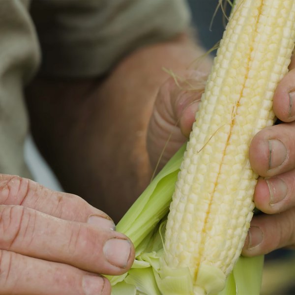 Rows and Ranches | Smith Family | Growth Stages of Corn