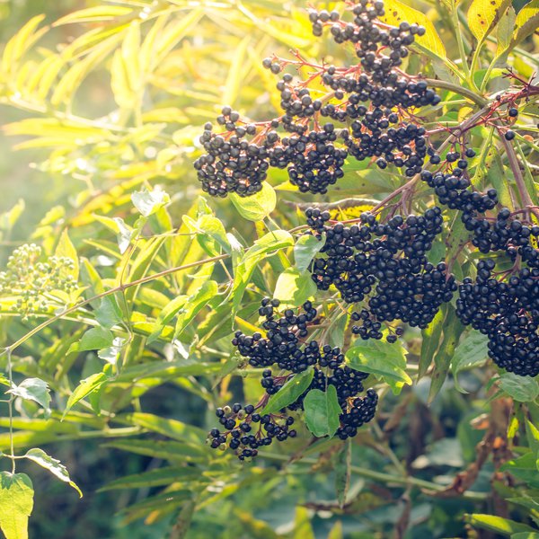 Elderberry Farm