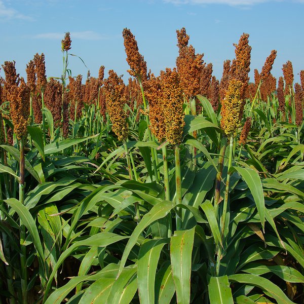 Market Briefs for April 19, 2018