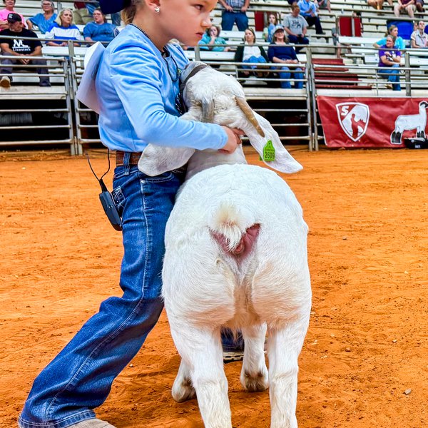 Tiara-Wearing, Goat-Showing 6-Year-Old Shines at Youth Expo