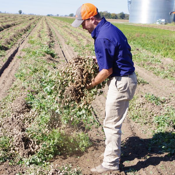 Picking Peanuts