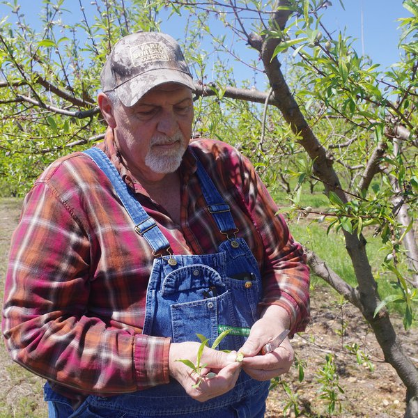 VIDEO & AGCAST: Freeze Hits Peaches Hard