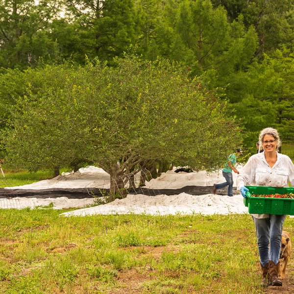 South Arkansas swamp jelly a delicacy