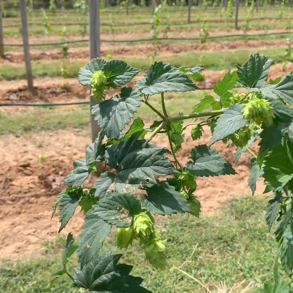 Hope for Hops in Arkansas