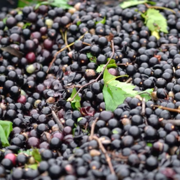 Grape Harvest Time