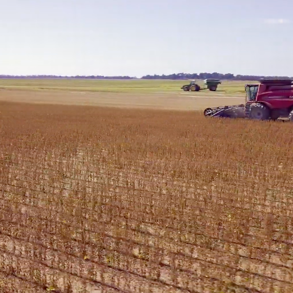 Harvesting Soybeans