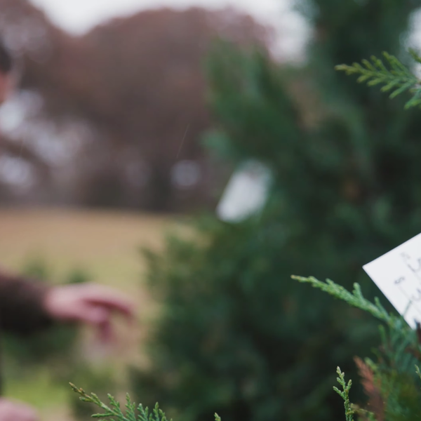 Growing a Christmas Tree Tradition