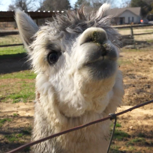 Arkansas Alpaca