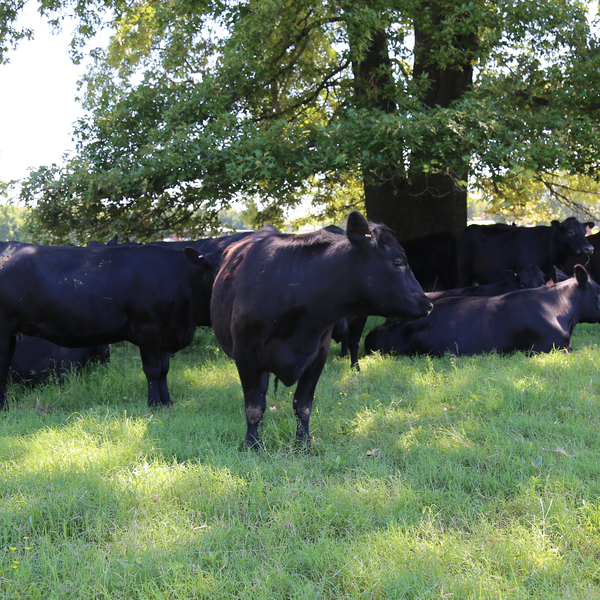 Farm Bureau Holds Statewide Virus Recovery Teleconference with Livestock Producers