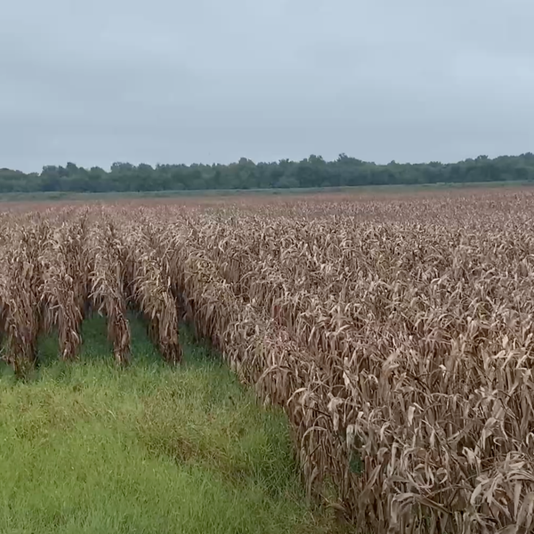 Harvest Update with Bubba Sink, Jackson County