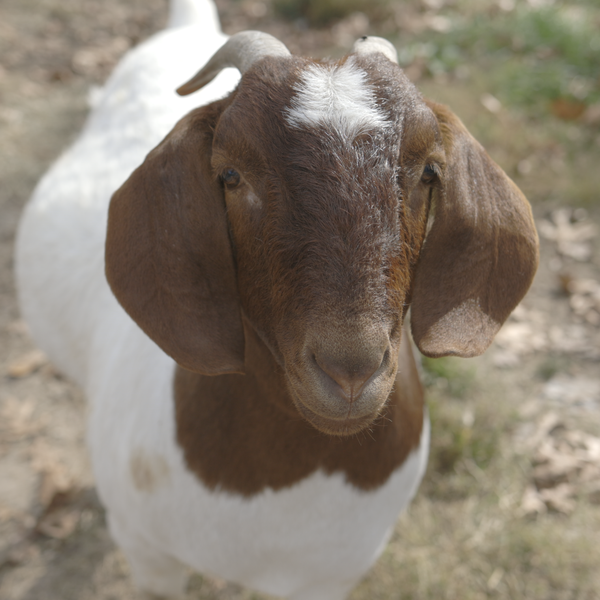 On the Farm with Jenny | Learning to Care for Show Goats