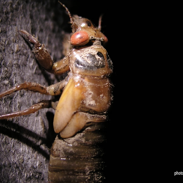 Cicadas | Dr. Aaron Cato, University of Arkansas Extension