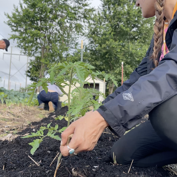 NWA Food Bank Teaching Garden