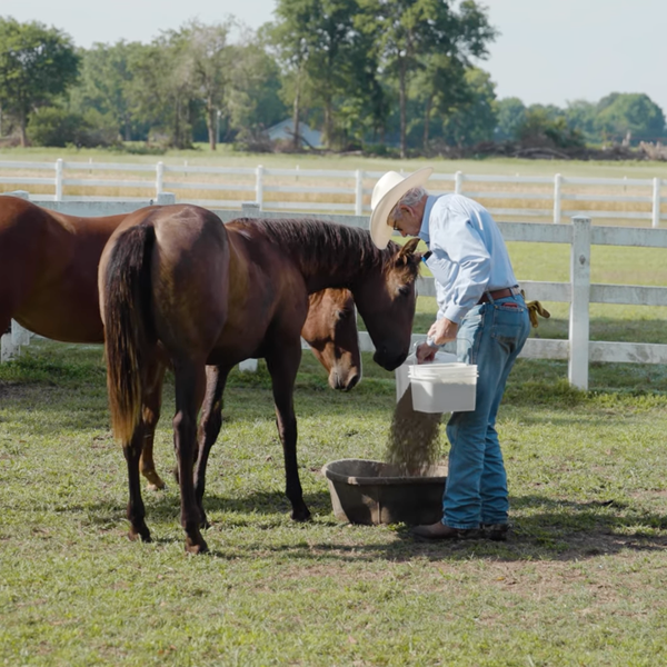 A Businessman & Horseman