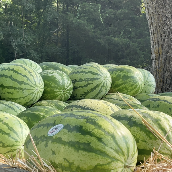 Arkansas Watermelon War