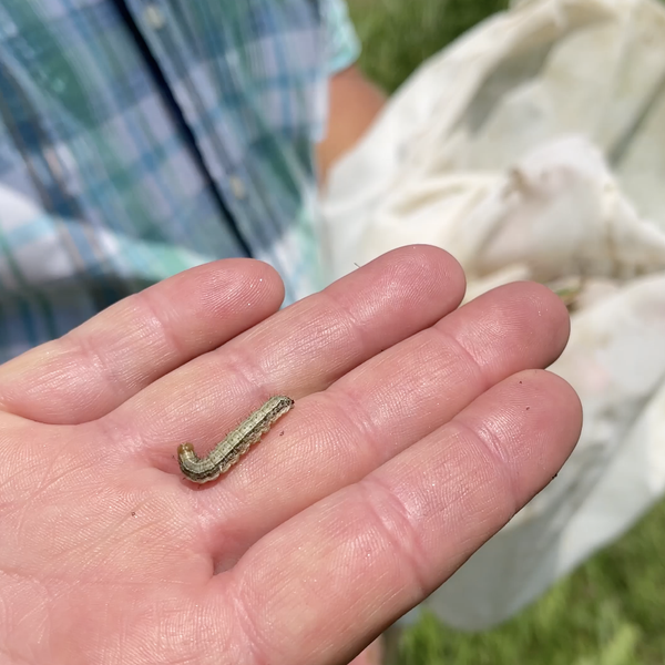 Army Worms in Arkansas