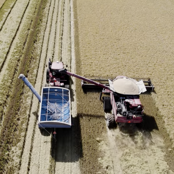 Rice Harvest Update with Joe Christian