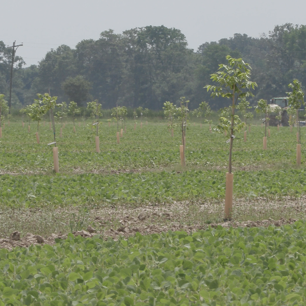 Pecans Pushing Soybeans Aside