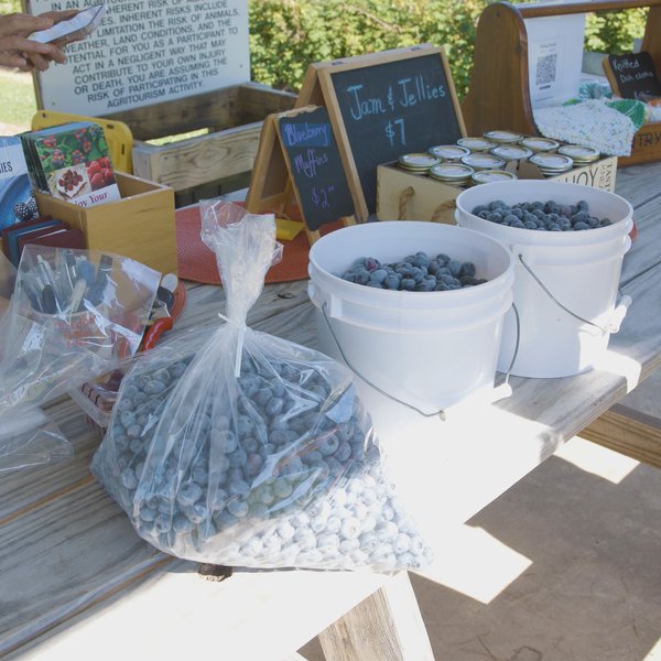 Berry Season: Sta-N-Step Berry Farm