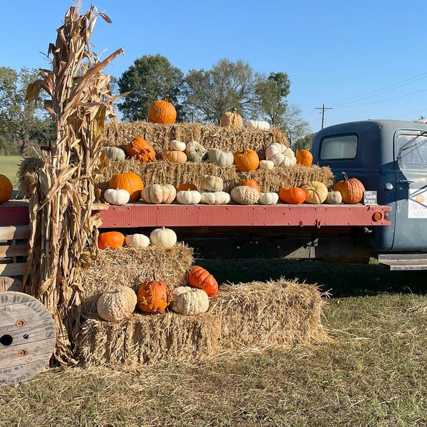 Summer Pumpkin Planting: The Patch on 107