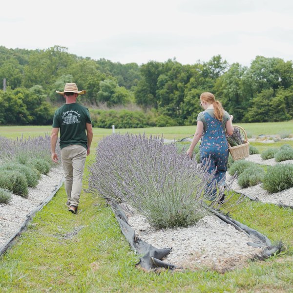 La Grange Lavender Co.