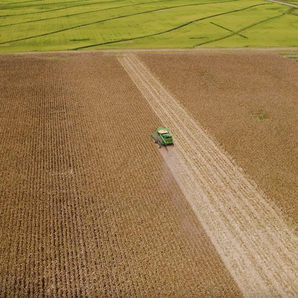 Corn Harvest Update with Jill Edwards