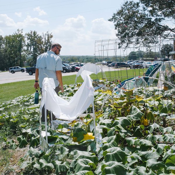 Pumpkin Pests: Early Melonworm Issues in Arkansas