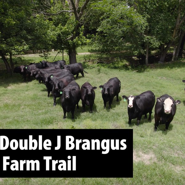 Jacksons Double J Brangus | Farm Trail