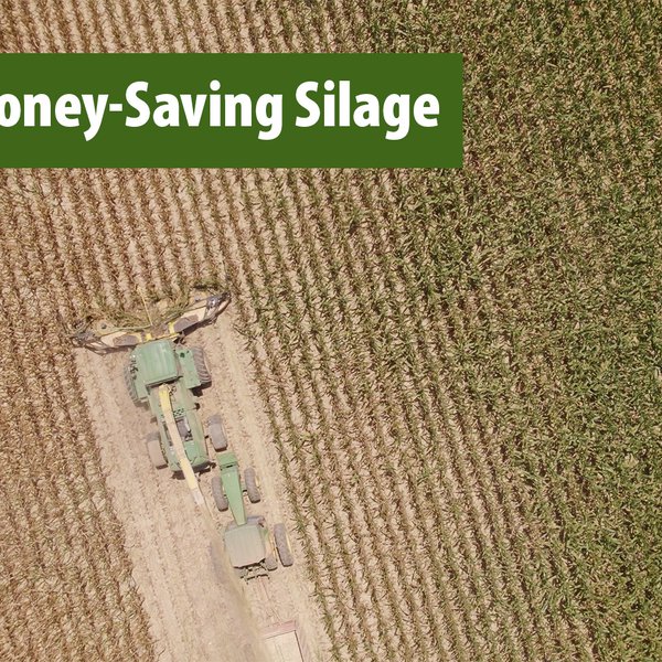 Making Money-Saving Silage
