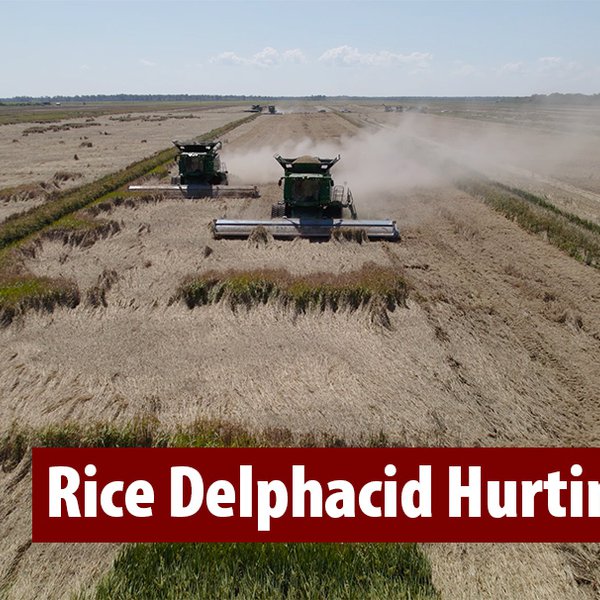 Rice Delphacid Hurting Yields