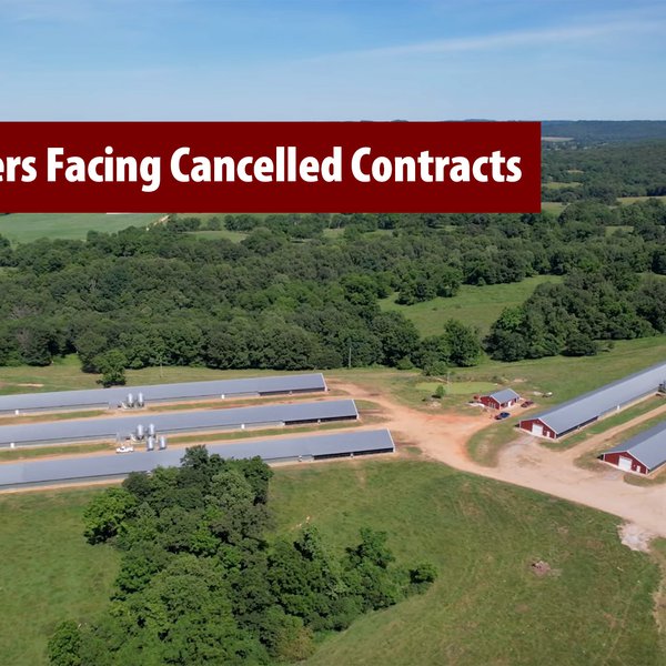 Poultry Growers Facing Cancelled Contracts