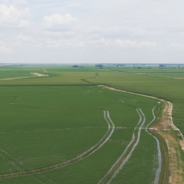 Difficult Conditions Causing Low Rice Acres