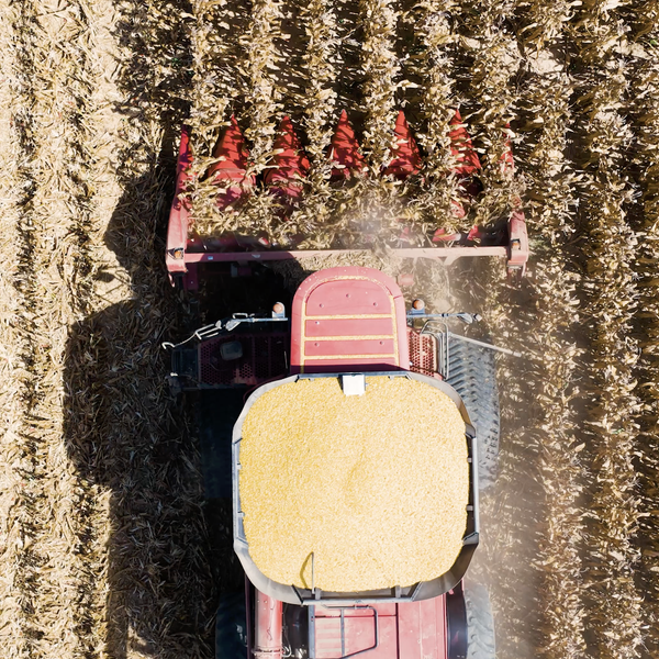 2026 Corn Harvest Update