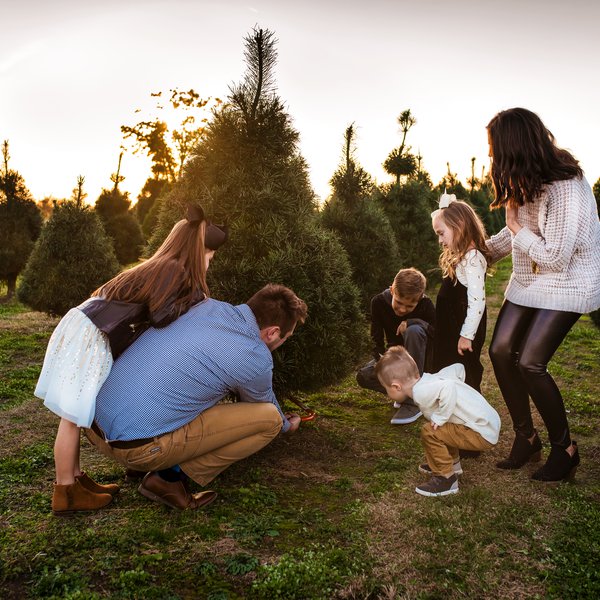 Wonderland Christmas Tree Farm | Martin Babb